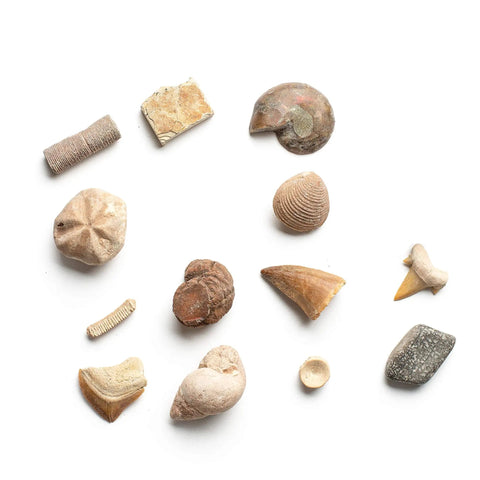 Dig Up 12 Real Fossils From Break Open Brick Blocks And Discover 12 Unique Finds Like Dinosaur Bones Coprolite Shark Vertebrae And More Hands On STEM Archaeology Gift For Curious Kids, 12 fossils on white background