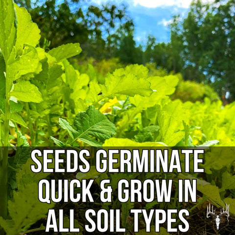Vibrant green seedlings of Buffalo Blend Seed Mix 50Lb Bulk For Wildlife Food Plots No Till Grow Forage To Attract And Feed Deer.