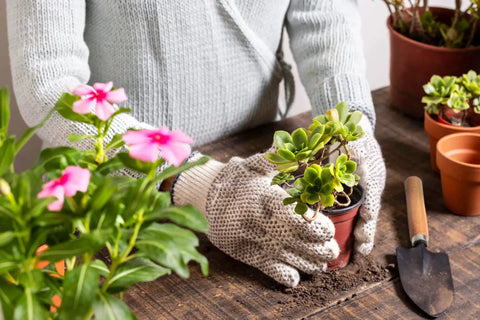 Mini Succulent Garden Tools Set With Shovel Spade Rake And Pruning Scissors Plus Plastic Bucket Shovel in use with houseplants