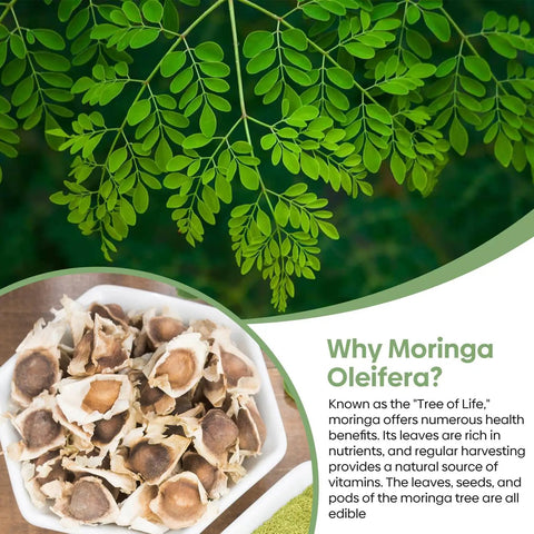 Premium Moringa Seeds For Planting 2 Ounce Pack With 140 Plus Seeds 100 Percent Natural Non GMO Easy To Grow Germination Up To 96 Percent For Home Garden Zone 9 To 11