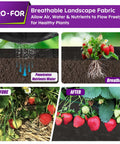 Heavy Duty Weed Barrier Fabric 3 Ft By 50 Ft Woven Ground Cover Breathable Weed Control for Gardening with strawberry plants