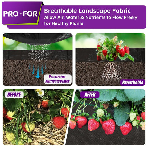 Heavy Duty Weed Barrier Fabric 3 Ft By 50 Ft Woven Ground Cover Breathable Weed Control for Gardening with strawberry plants