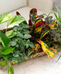 Live Indoor Houseplants Set Of Twelve In Two Inch Pots With Potting Soil Mix Includes Pothos Peperomia Spider Plant Croton Ficus Syngonium Begonia And More Ideal Gift For Home Decor And Small Space Gardens displayed in a basket on a table.