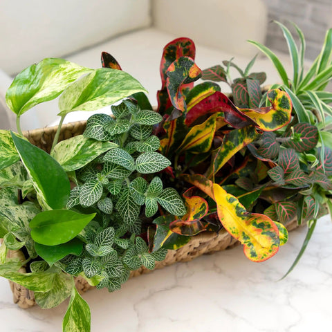 Live Indoor Houseplants Set Of Twelve In Two Inch Pots With Potting Soil Mix Includes Pothos Peperomia Spider Plant Croton Ficus Syngonium Begonia And More Ideal Gift For Home Decor And Small Space Gardens displayed in a basket on a table.