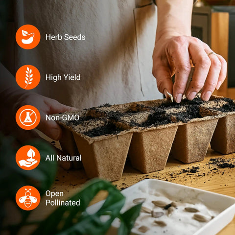 Person planting seeds in a biodegradable starter tray, showcasing Massive 4000 Heirloom Seed Herb Kit With 12 Varieties For Indoor And Outdoor Garden Non GMO Vegetable And Fruit Seeds 2026 Season High Yield Starter Pack with icons highlighting herb seeds, high yield, non-GMO, all natural, and open pollinated qualities.
