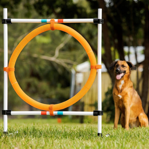 Adjustable Dog Agility Hoop Jump Set With 22 Inch Circle Hoop And Height Adjustable Frame for backyard training