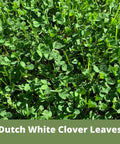 Close-up of green Dutch White Clover leaves for ground cover by White Dutch Clover Seed Kit 1 Lb Organic Coated Ground Cover For Natural Lawn And Food Plot, Easy To Grow Seed Spread, Covers Up To 3600 Sq Ft, Low Maintenance Yard Boost For Kid And Pet Friendly Lawn.