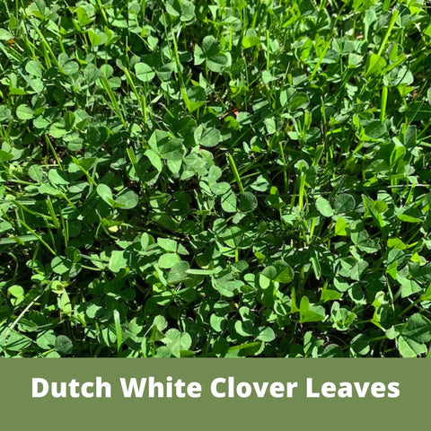 Close-up of green Dutch White Clover leaves for ground cover by White Dutch Clover Seed Kit 1 Lb Organic Coated Ground Cover For Natural Lawn And Food Plot, Easy To Grow Seed Spread, Covers Up To 3600 Sq Ft, Low Maintenance Yard Boost For Kid And Pet Friendly Lawn.