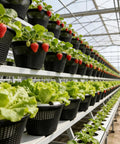 Rows of Heavy Duty Reusable Net Pots For Hydroponics And Aquaponics Weather Resistant Planting Baskets in a greenhouse.