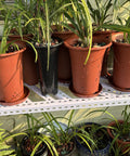 Hella Sturdy DIY Modular Shelving Track, Rust Proof Slotted Steel Angle Strips With Precision Punched Holes, Heavy Duty Rock Solid Framing Rails To Level Up Your Garage Setup 164 Ft Roll with potted plants on display.