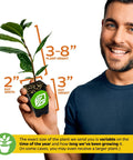 Green Tea Plant Live Starter Camellia Sinensis For Indoor Or Outdoor Garden in 3-inch pot held by a person, size indicators shown.