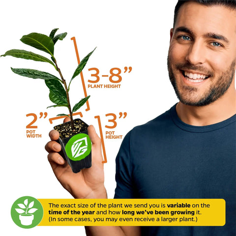 Green Tea Plant Live Starter Camellia Sinensis For Indoor Or Outdoor Garden in 3-inch pot held by a person, size indicators shown.