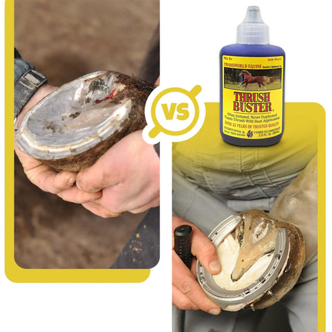 Side-by-side comparison of hoof conditions with Hoof Care Liquid for Horses Thrush Treatment with Purple Stain Formula Easy to Apply to Keep Hooves Healthy in Wet or Muddy Conditions 2 Oz No Fuss Daily Hoof Maintenance and Farm Friendly Approved bottle.