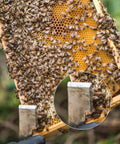 2 Pack Stainless Steel Bee Hive Tools J Hook Frame Lifter And Scraper For Beekeepers, in use lifting a bee-covered frame