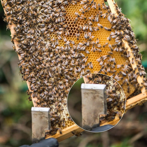 2 Pack Stainless Steel Bee Hive Tools J Hook Frame Lifter And Scraper For Beekeepers, in use lifting a bee-covered frame