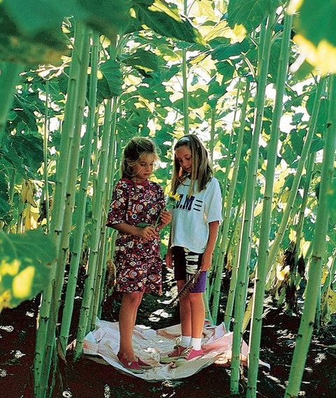 Two children standing among giant sunflowers grown from Sunforest Mix Sunflower Seeds Pack Of 100 For Giant 10 To 15 Feet Tall Sunflowers.