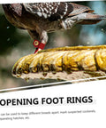 Pigeon wearing soft bird foot muffs and leg bands set for parrots, pigeons, cockatiels, durable suede foot rings for identification