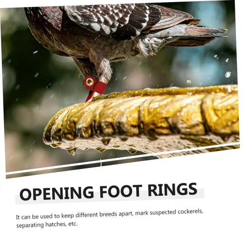 Pigeon wearing soft bird foot muffs and leg bands set for parrots, pigeons, cockatiels, durable suede foot rings for identification