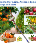 Long Reach Fruit Picker Pole With Basket, 13 Ft Telescoping Tree Picker Tool harvesting oranges and apples from trees