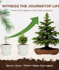 Three Bonsai Kits In One Box Beginners Indoor Growing Starter Set With Tools Planter Soil And Clear Guide journey visual chart