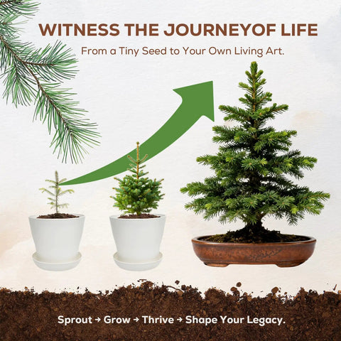 Three Bonsai Kits In One Box Beginners Indoor Growing Starter Set With Tools Planter Soil And Clear Guide journey visual chart