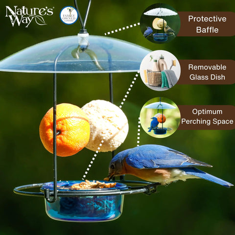 Bluebird Buffet Metal Bird Feeder With Protective Baffle For Outdoor Decor Glass Dish Holds Three Quarters Cup Capacity
