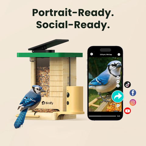 Smart Solar Powered Bird Feeder With Camera, Slow Motion Video And Night Insight, AI Identifies 6000 Plus Species, with phone app display