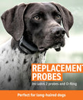Dog wearing e-collar showcasing Long Contact Points Replacement Probes Five Eighths Inch For E Collar Training Longer Length For Thick Coats