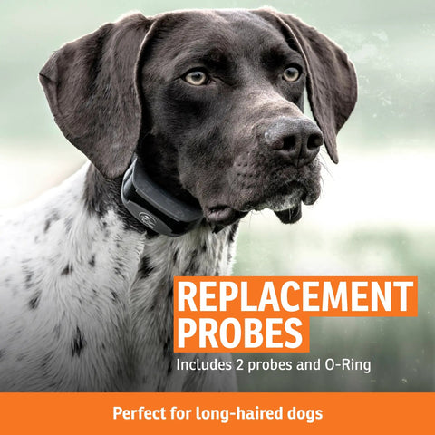Dog wearing e-collar showcasing Long Contact Points Replacement Probes Five Eighths Inch For E Collar Training Longer Length For Thick Coats