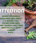 Five Piece Bonsai Tree Kit With Self Watering Pots For Indoor Growth showing bonsai care tools and instructions on transplanting.