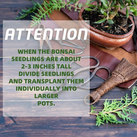 Five Piece Bonsai Tree Kit With Self Watering Pots For Indoor Growth showing bonsai care tools and instructions on transplanting.
