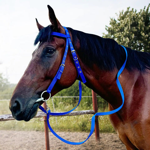 Horse wearing Adjustable Horse Bridle Set With Stainless Steel Bit And Reins, Durable Nylon Webbing Headstall, Blue Color Small Size
