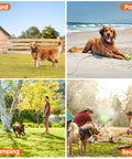 Collage of dogs using a 15Ft Reflective Tie Out Cable For Dogs Up To 250 Pounds in yard, park, camping, and beach settings.
