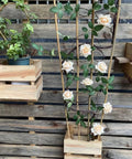 3 Pack 4 Foot Bamboo Trellis Fan Shaped Plant Support For Outdoor And Indoor Potted Climbing Plants Vegetables Tomatoes Cucumbers Vines Flowers And More Sturdy Handmade Natural Bamboo Stakes Perfect For Hoya Jasmine Grapes supporting climbing roses in a wooden planter.