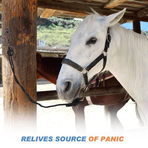 White horse using Three Set Stainless Steel Horse Tie Rings With Eye Bolts And Snaps Safe Restraint Gear for peace at barn