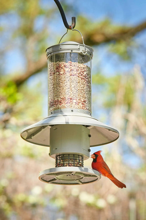Programmable Automatic Bird Feeder Built Tough Outdoors With Darn Near Squirrel Proof Guard Weather Resistant Body Large Capacity Battery Powered Avian Dish Hassle Free Setup Classic Green with bird feeding.