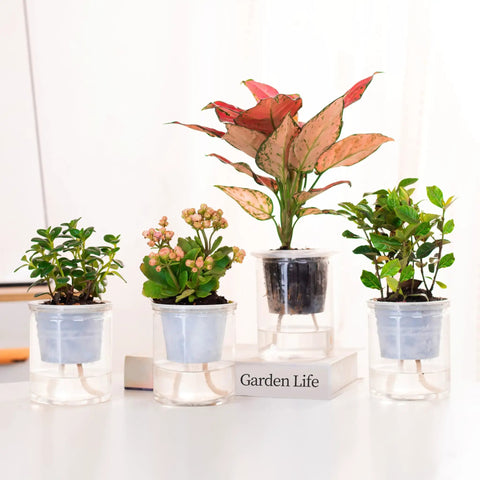 Four potted plants with 15 Foot Self Watering Capillary Wick Cord for Plants and DIY Hydroponics, Your Vacation Plant Sitter for Pots visible