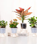 Plants in pots with self watering wick rope set, 5 sizes clear, reusable polyester fiber, passive bottom auto watering system