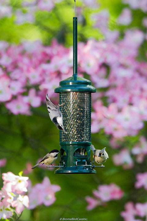 Squirrel-Proof Bird Feeder With Weight-Sensitive Perches, Four Metal Perches, 0.75 Qt Seed Capacity, Garden Green in use