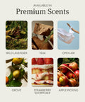 Image showcasing six scents including Wild Lavender, Teak, Open Air, Grove, Strawberry Shortcake, and Apple Picking.