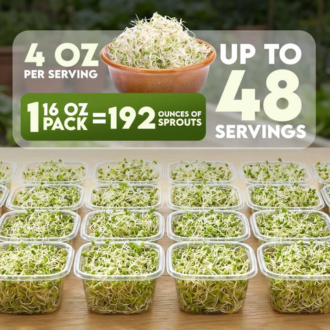 Alfalfa Sprouting Seeds Non GMO Organic For Quick No Fuss Easy Homegrown Sprouts Premium Resealable 16oz Bag Packed With Nutrients