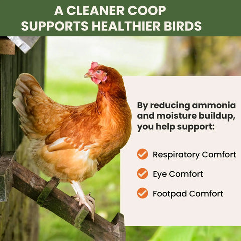 Chicken in coop with All Natural Chicken Coop Odor Eliminator And Moisture Absorber For Coops And Runs Ammonia Neutralizer