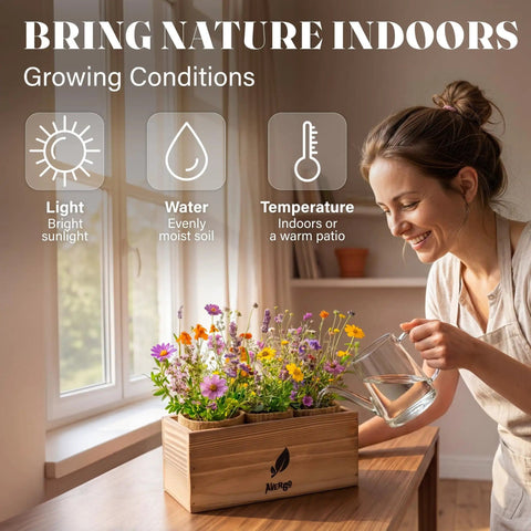 Woman watering a Wildflower Seed Mix Growing Kit with Perennial and Annual Flowers in a wooden box on indoor windowsill.