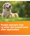 Golden retriever on lush lawn treated with Awesome Lawn Fungicide For Disease Prevention And Control Keeps Your Grass In Check.