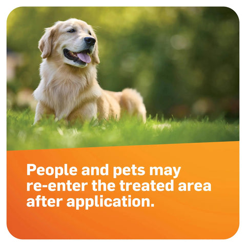 Golden retriever on lush lawn treated with Awesome Lawn Fungicide For Disease Prevention And Control Keeps Your Grass In Check.