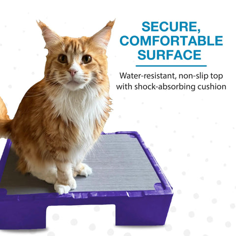 Cat on KLIMB Jr Dog Training Platform For Behavior Basics With DIY Guide Safe Space To Stop Begging Jumping And Barking Made In The USA Purple