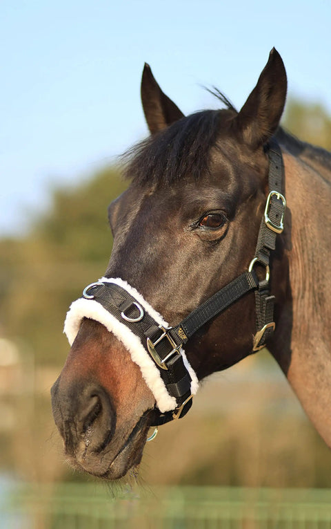 Lunge Cavesson With Fleece Lined Nose Band And Crown, Totally Adjustable By Buckle At Crown Throat And Chin, shown on a horse