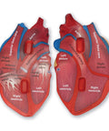 Hands On Cross Section Heart Model Two Piece Foam Anatomy Tool For Kids And Students To Learn Cardiology And Circulatory System With Internal Chambers visible