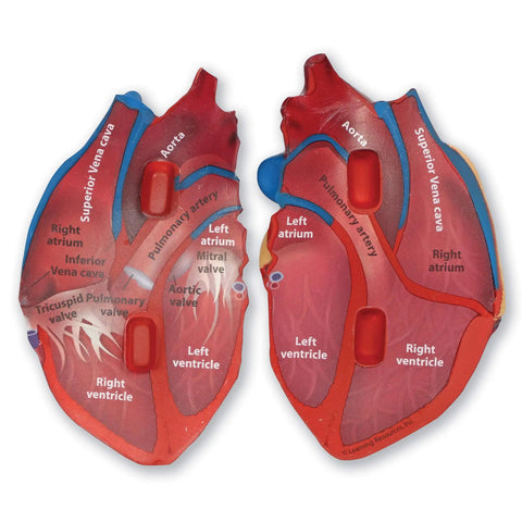 Hands On Cross Section Heart Model Two Piece Foam Anatomy Tool For Kids And Students To Learn Cardiology And Circulatory System With Internal Chambers visible