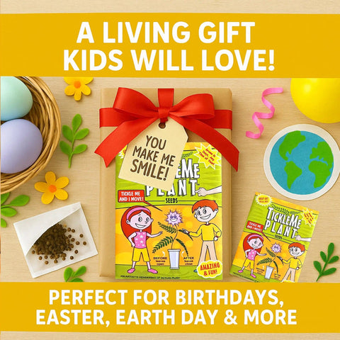 Touch Me Plant Seeds Indoor 2 Pack That Close Leaves When Touched Easy Indoor Houseplant Seeds Fun Educational Garden Kit